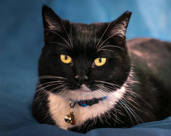 Die besten ätherischen Öle für die optimale Pflege von Wolltextilien: Tipps & Tricks für schadensfreie Pflege